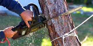 Best Lot and Land Clearing  in Bethel Island, CA