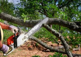 Best Tree Trimming and Pruning  in Bethel Island, CA