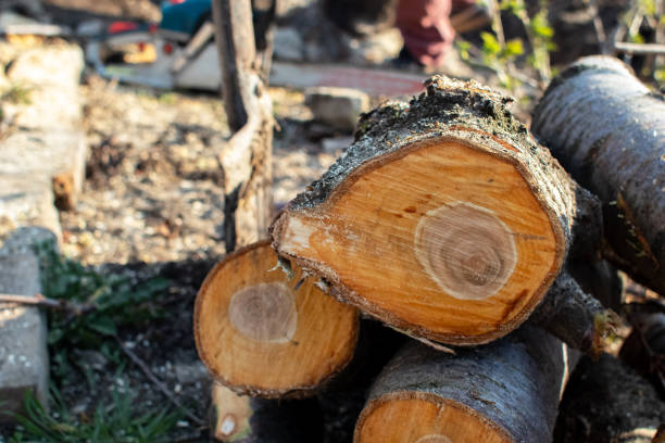 Best Tree Mulching  in Bethel Island, CA