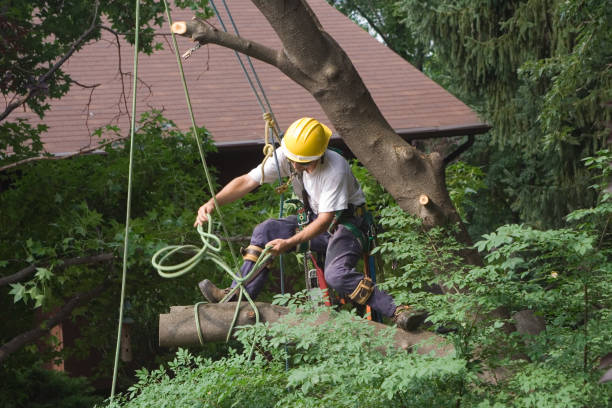 Best Lawn Renovation and Restoration  in Bethel Island, CA