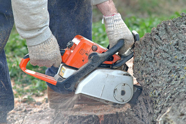 Best Tree and Shrub Care  in Bethel Island, CA