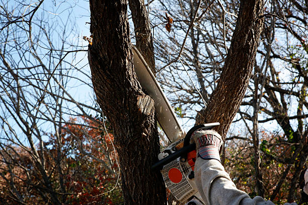 Reliable Bethel Island, CA Tree Care Solutions