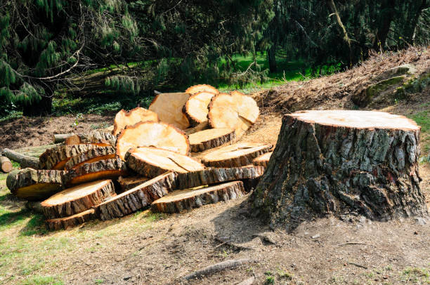 Best Tree Maintenance Programs  in Bethel Island, CA